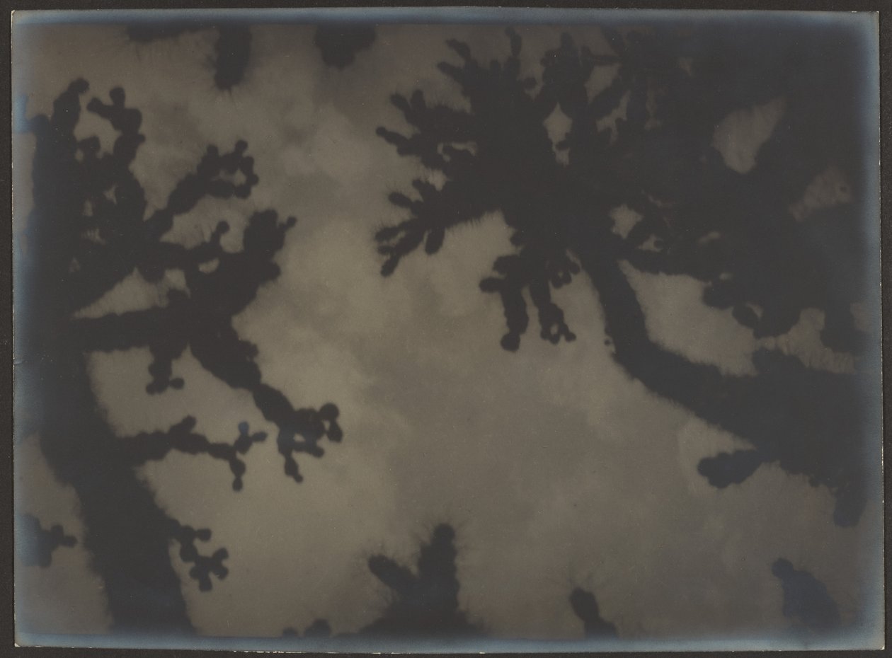[Joshua Trees] da Louis Fleckenstein