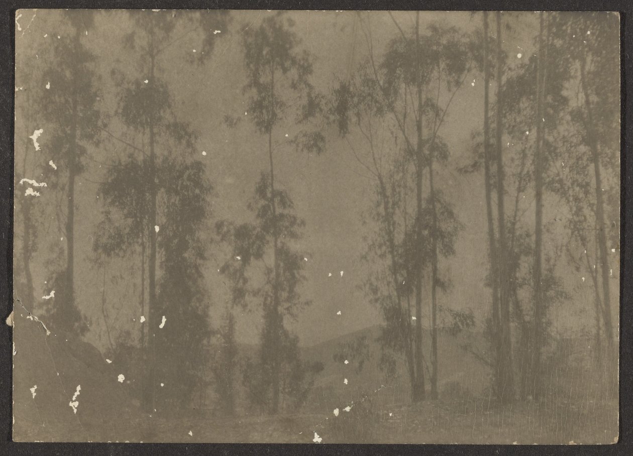 [Paesaggio con alberi alti] da Louis Fleckenstein
