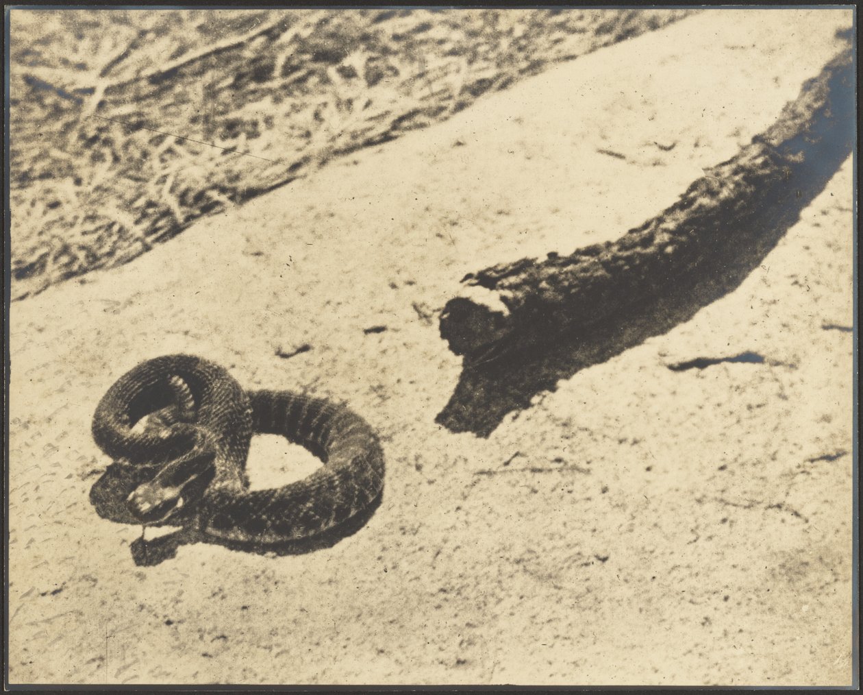 Rattler delle rocce suicida da Louis Fleckenstein