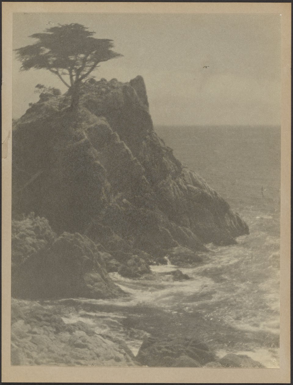 [Albero sulla costa rocciosa] da Louis Fleckenstein