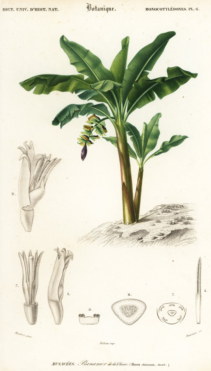 Banana, Musa acuminata (incisione) da Louis Joseph Edouard Maubert
