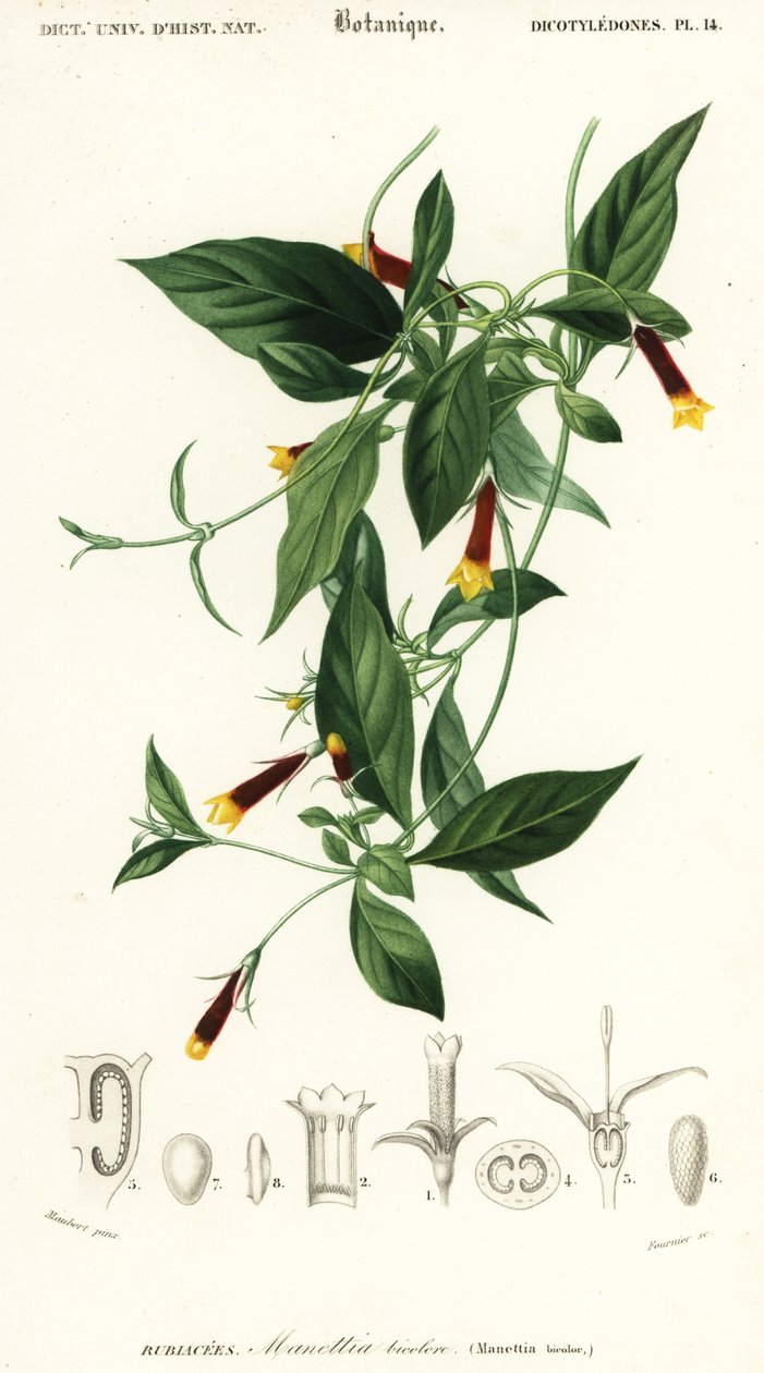 Manettia luteorubra, 1849 (incisione) da Louis Joseph Edouard Maubert