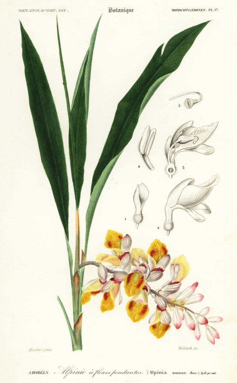 Fiore di conchiglia, Alpinia nutans da Louis Joseph Edouard Maubert