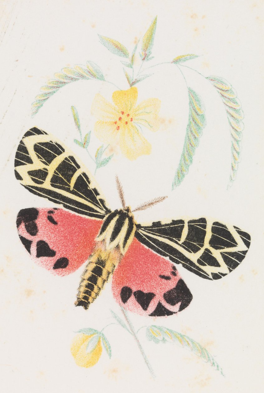 Arctia Virgo, 1862 da Louis Prang
