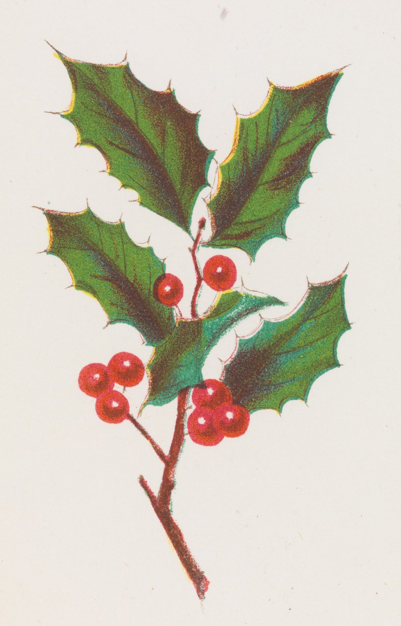 Agrifoglio da Louis Prang