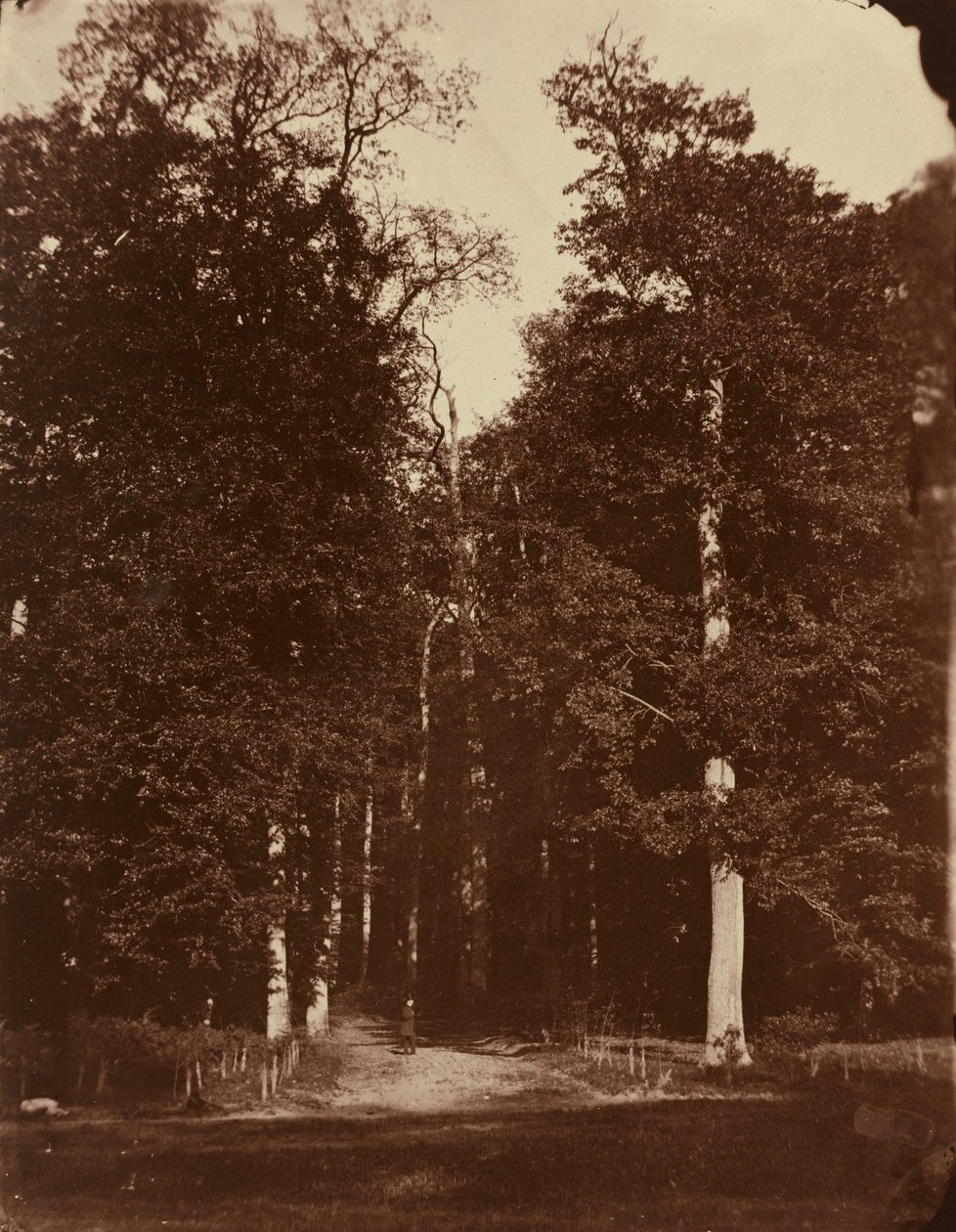 Foresta di Saint-Cloud, 1859-1860 (foto) da Louis Rémy Robert