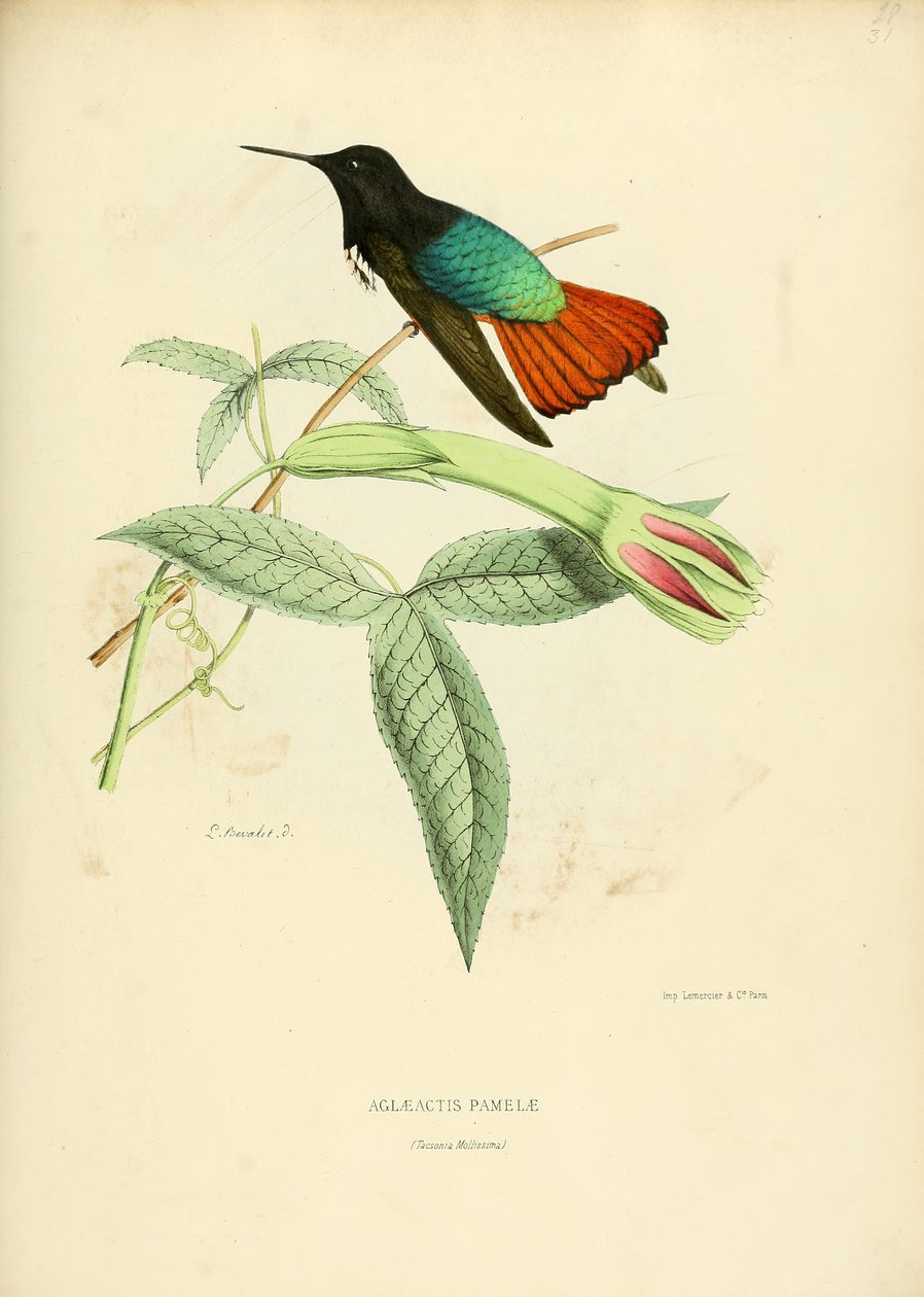 Aglaeactis pamelae da Louis Victor Bevalet