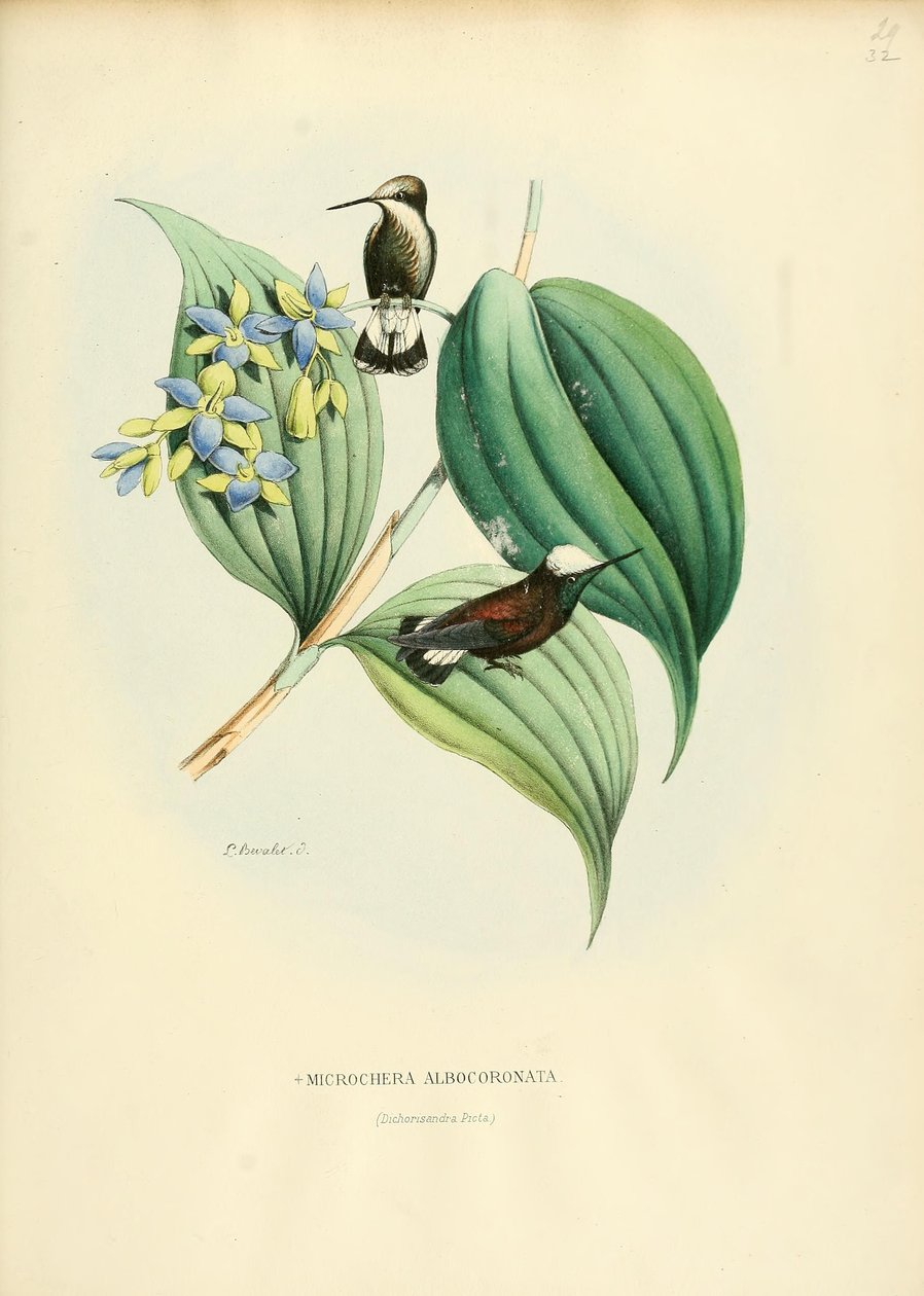 Microchera albocoronata da Louis Victor Bevalet