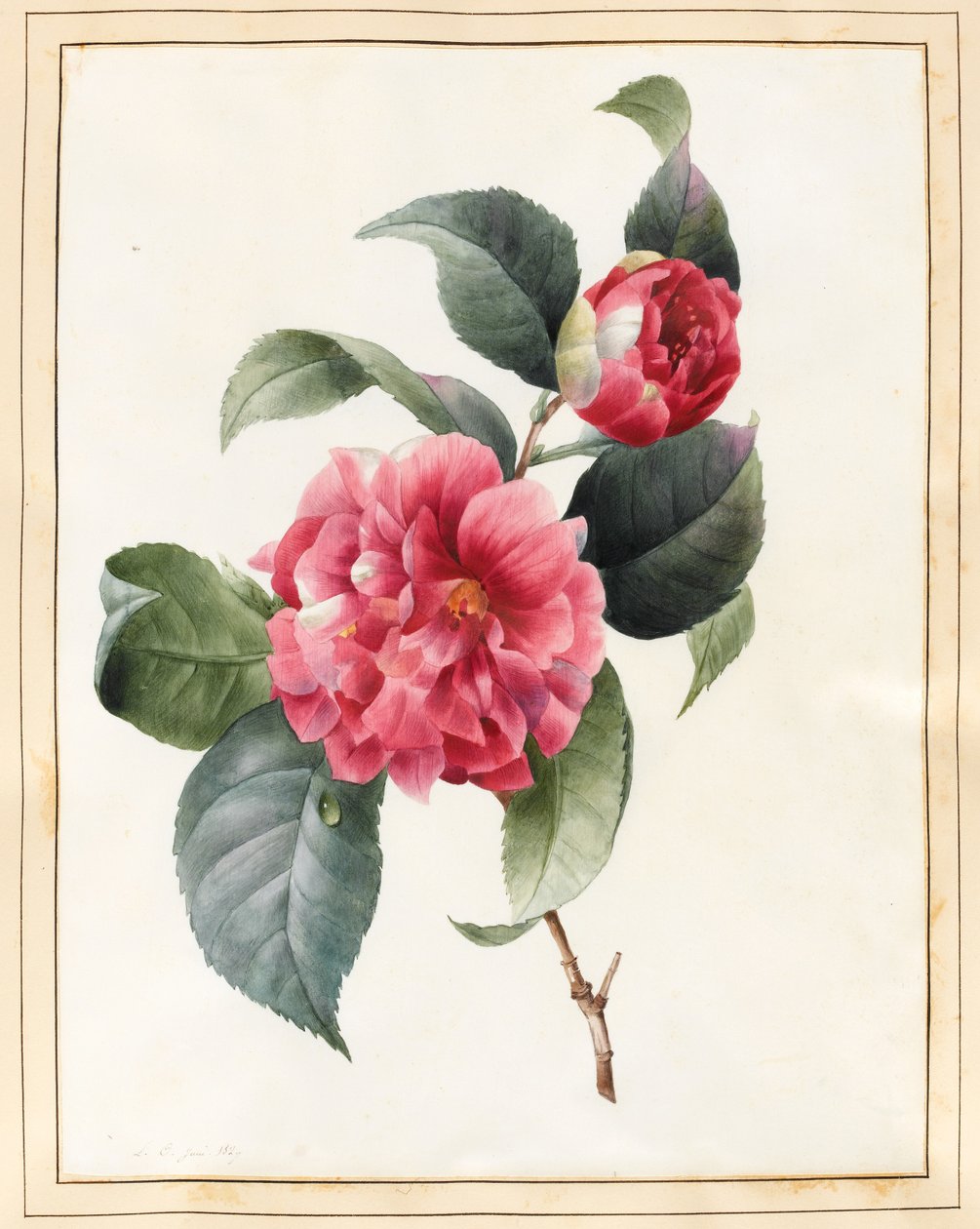 Camelia, 1827 da Louise DOrleans