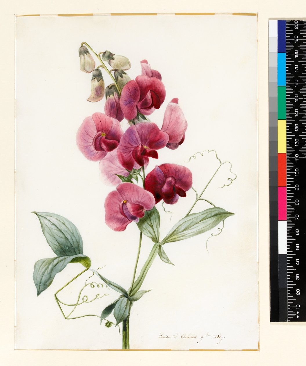 Lathyrus latifolius (Pisello Perpetuo) da Louise DOrleans