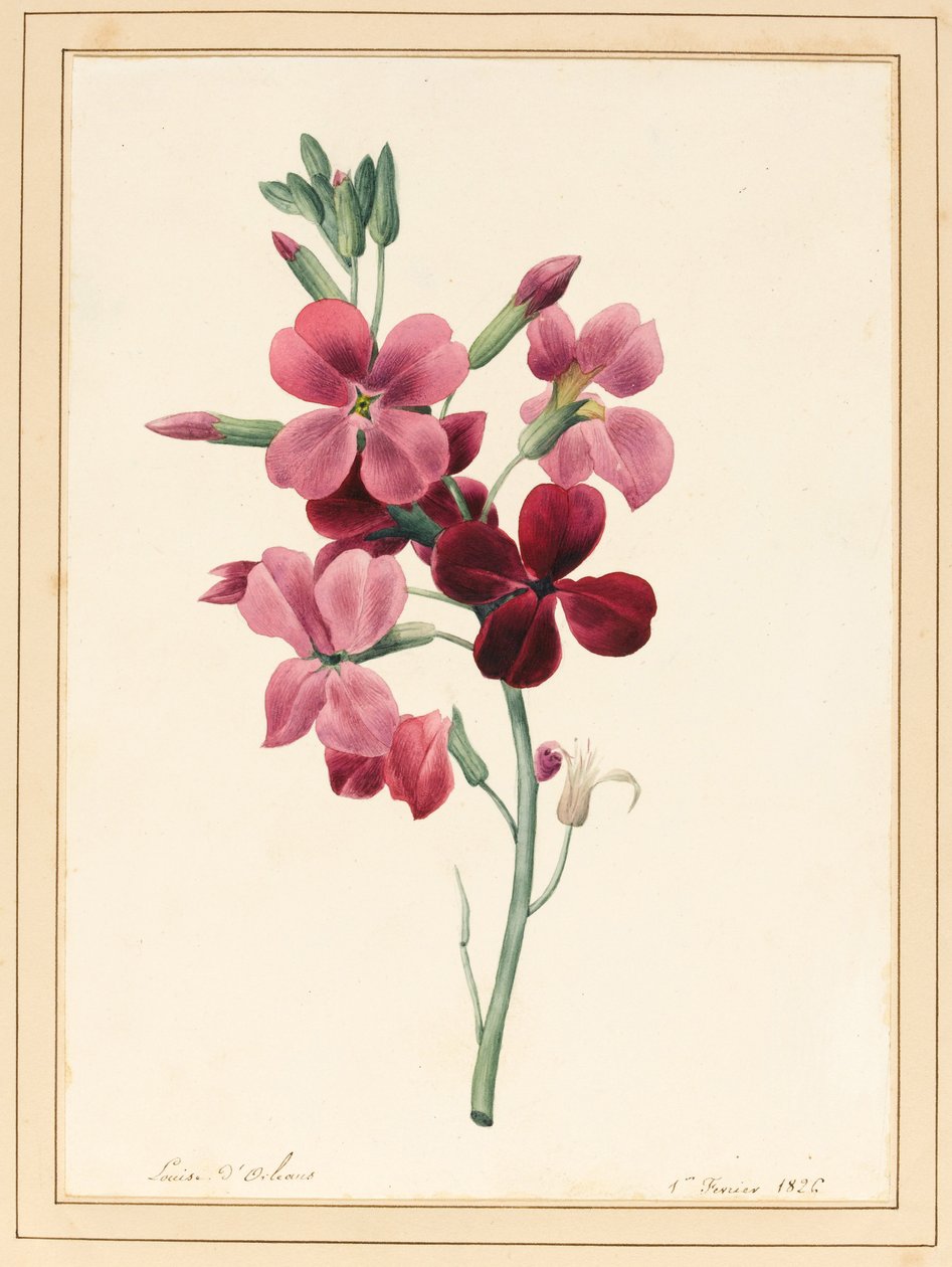 Matthiola, Stock, 1826 da Louise DOrleans