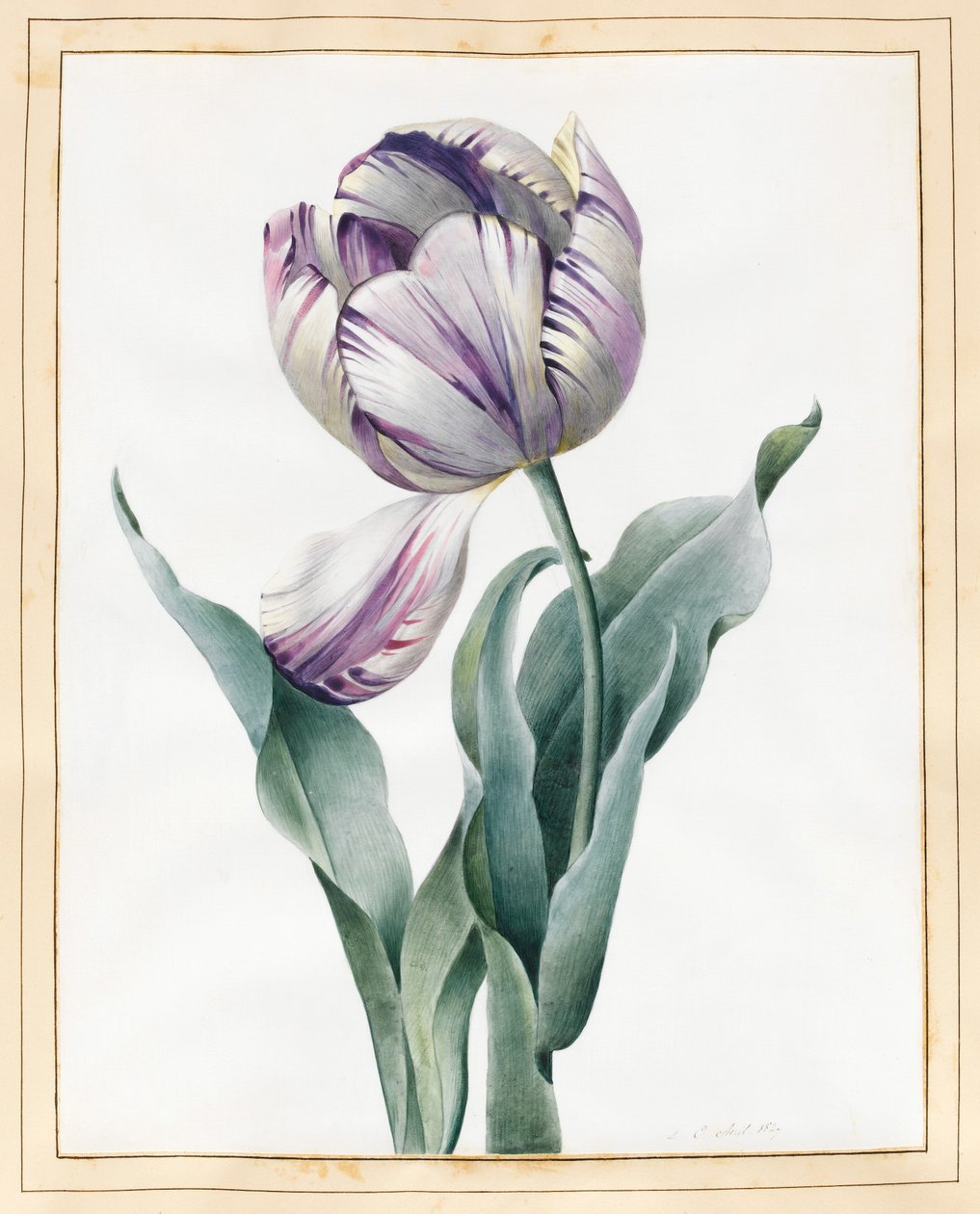 Tulipano di Rembrandt da Louise DOrleans