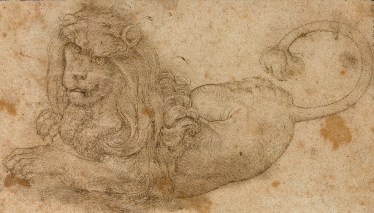 Studio di un leone da Lucas Cranach the Elder