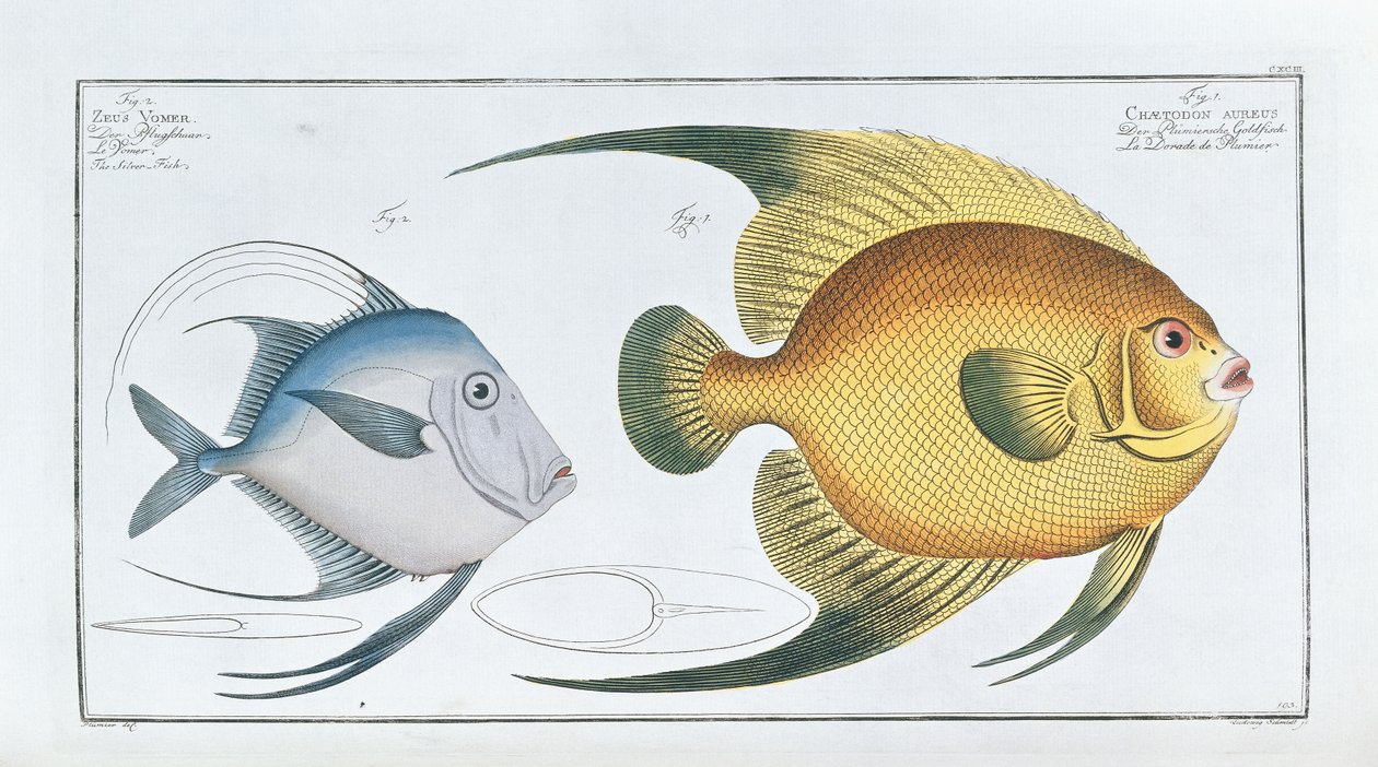 Chaetodon Aureus da Ludwig Schmidt