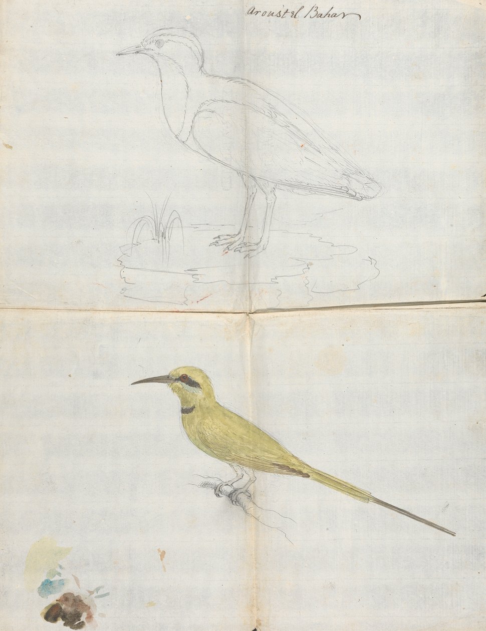 2 uccelli "Aroust el Bahar" da Luigi Balugani