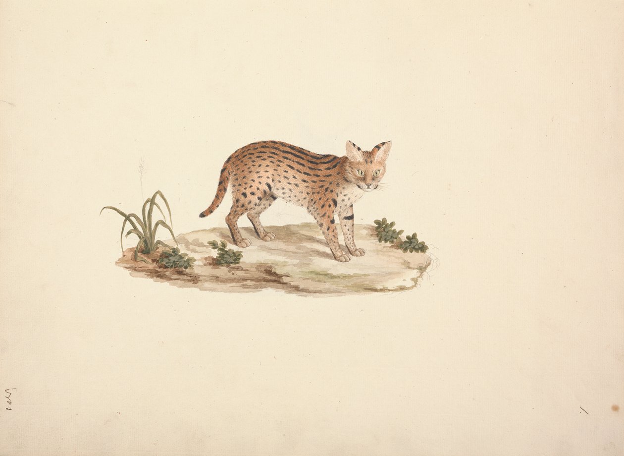 Gatto selvatico africano o serval da Luigi Balugani