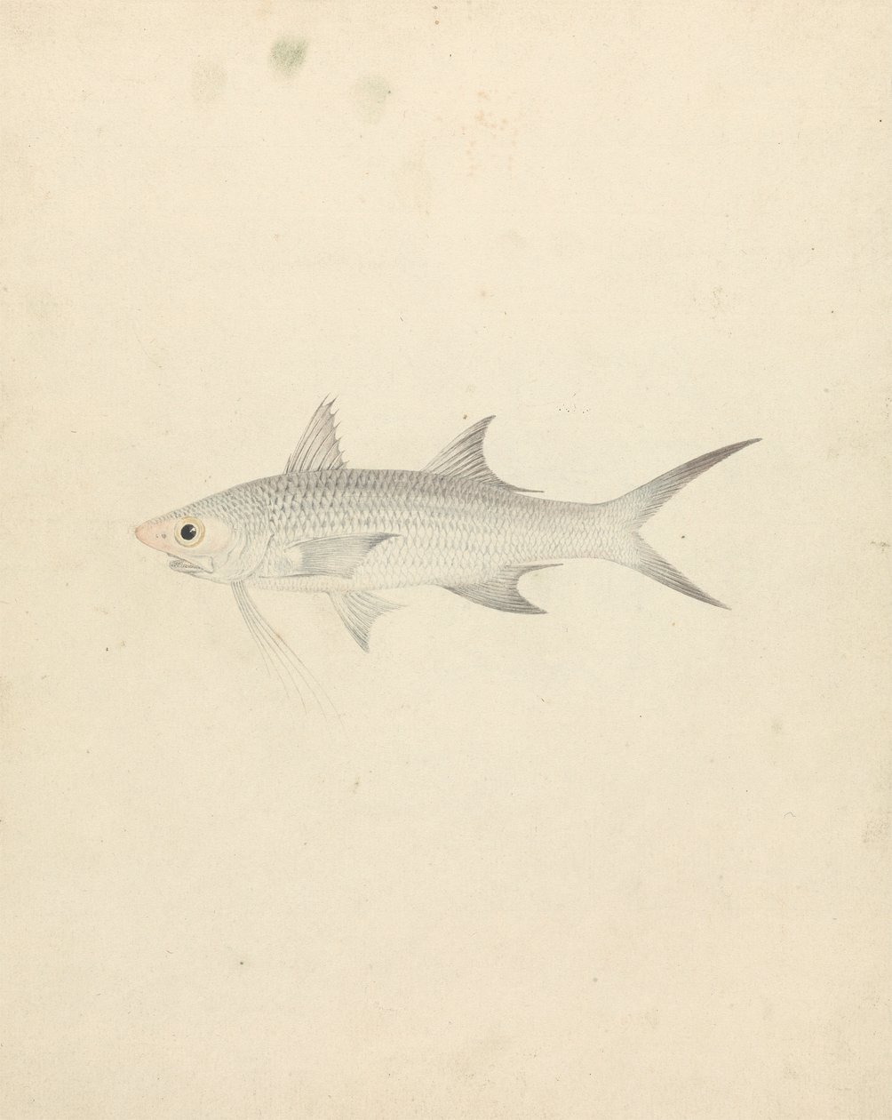 Binney: numero uno (un pesce) da Luigi Balugani