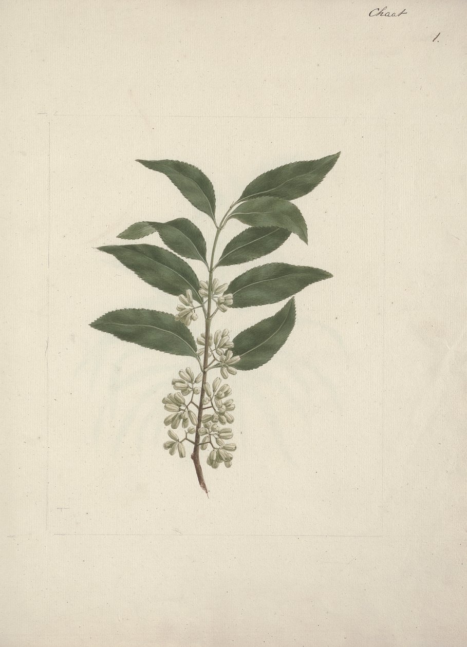Catha edulis Forssk. (Khath): disegno finito da Luigi Balugani
