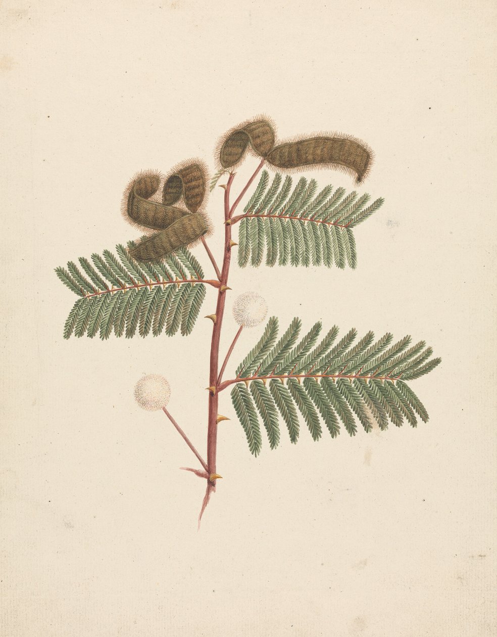 Mimosa pigra (L.): disegno finito da Luigi Balugani