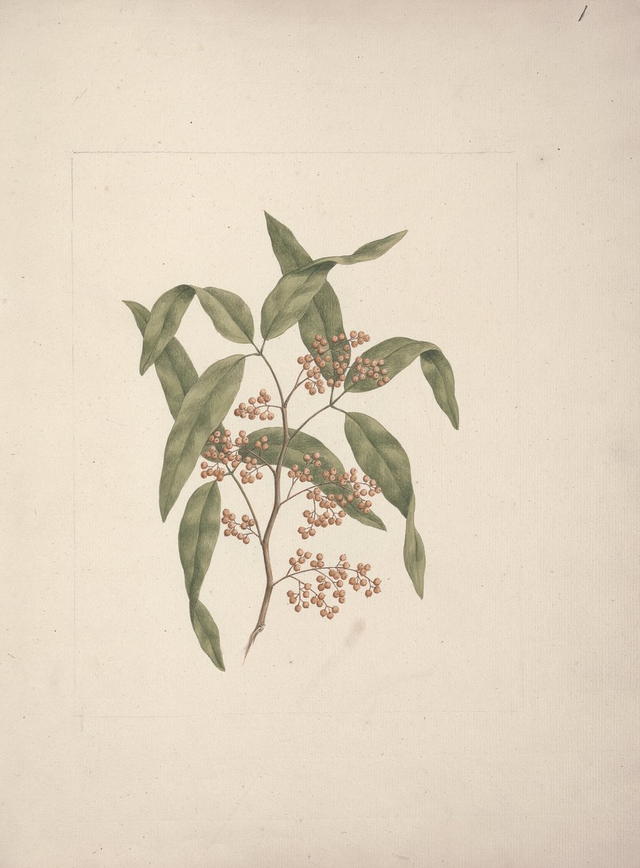 Rhus ? retinorrhoea Oliver: disegno finito da Luigi Balugani