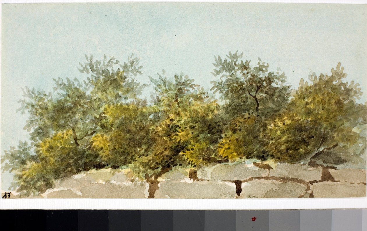Ulivi, Liguria da Luigi Garibbo
