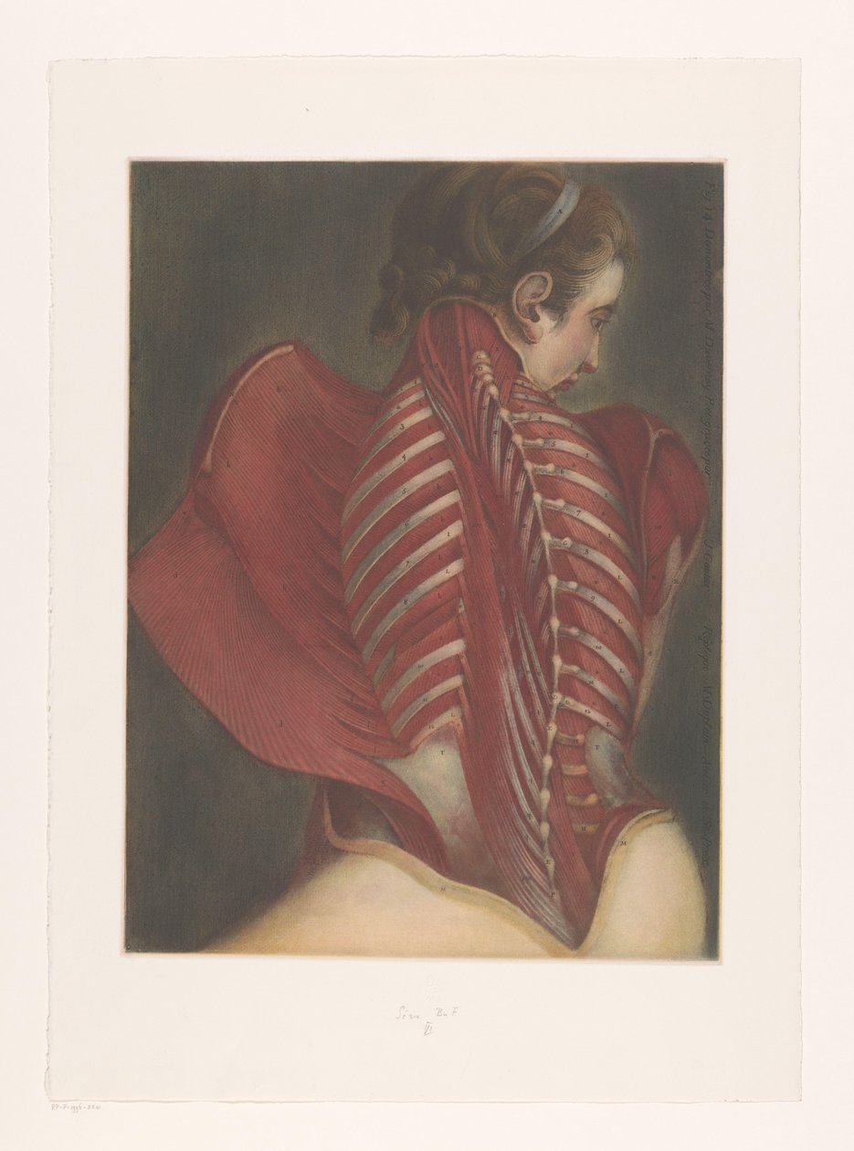 Rappresentazione anatomica della schiena da M.D. Duplain