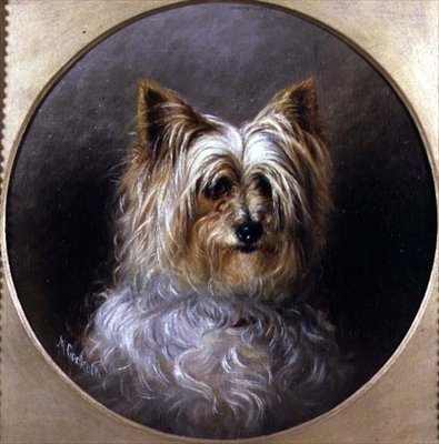 Studio della testa di un Yorkshire terrier da M. Cocker