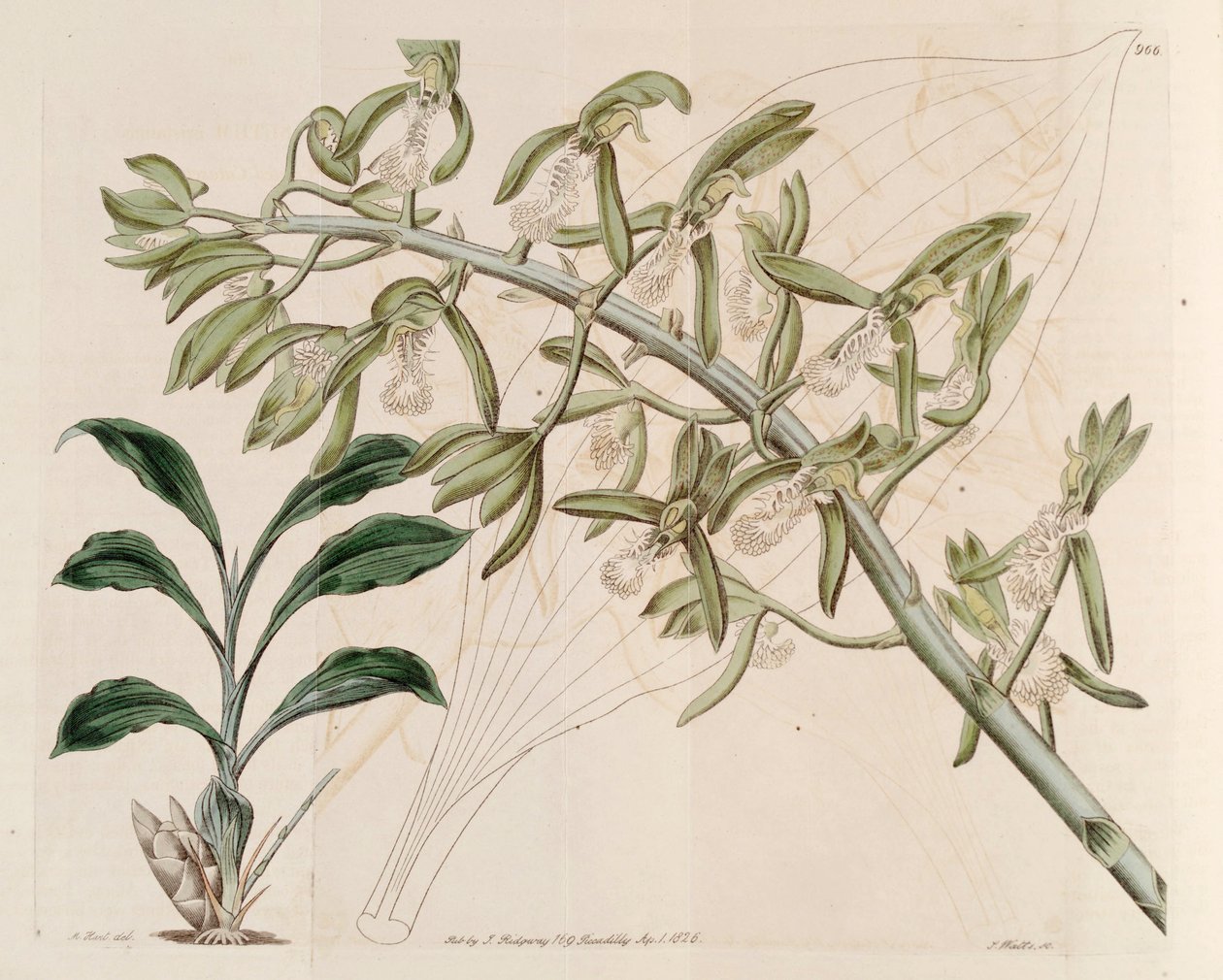 Illustrazione di Catasetum cristatum da M. Hart