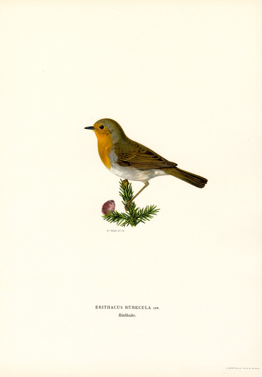 Pettirosso da Magnus Ferdinand and Wilhelm von Wright