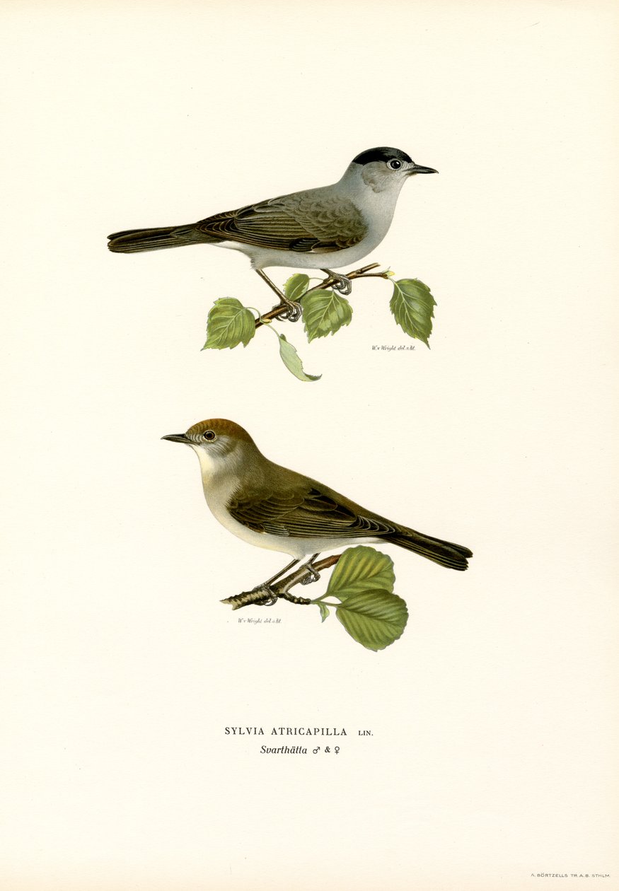 Capinera da Magnus Ferdinand and Wilhelm von Wright