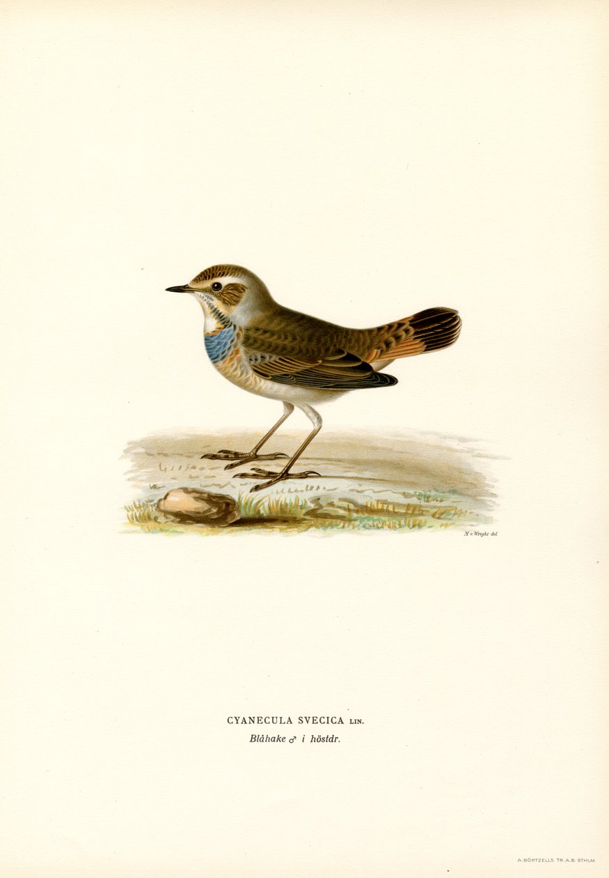 Pettazzurro da Magnus Ferdinand and Wilhelm von Wright