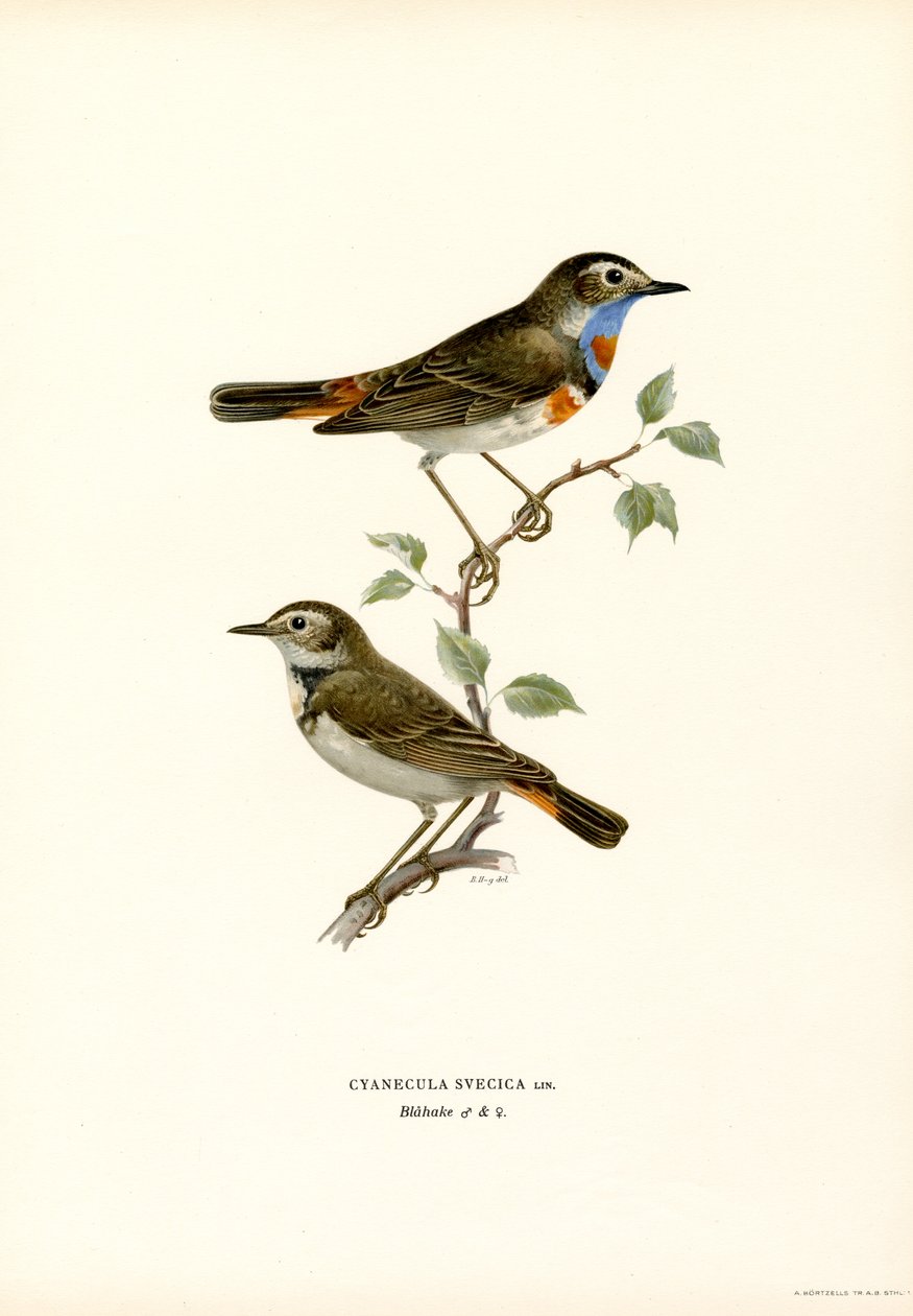 Pettazzurro da Magnus Ferdinand and Wilhelm von Wright