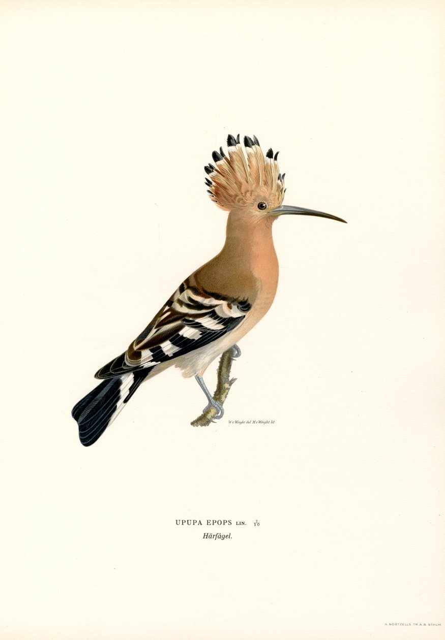 Upupa da Magnus Ferdinand and Wilhelm von Wright