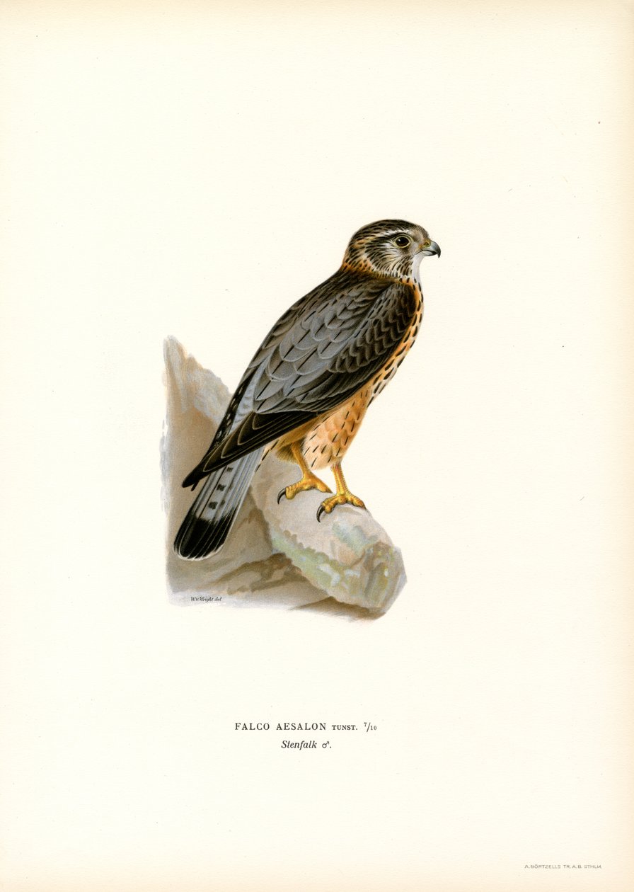 Falco columbarius da Magnus Ferdinand and Wilhelm von Wright