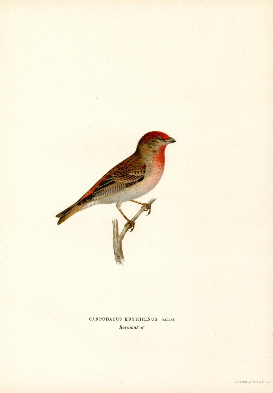 Carpodaco da Magnus Ferdinand and Wilhelm von Wright
