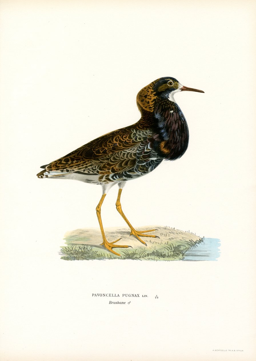 Combattente da Magnus Ferdinand and Wilhelm von Wright