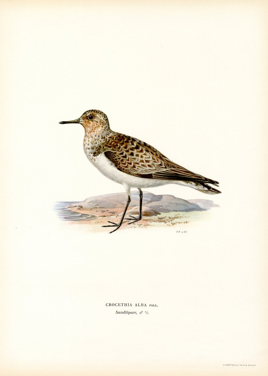 Piovanello tridattilo da Magnus Ferdinand and Wilhelm von Wright