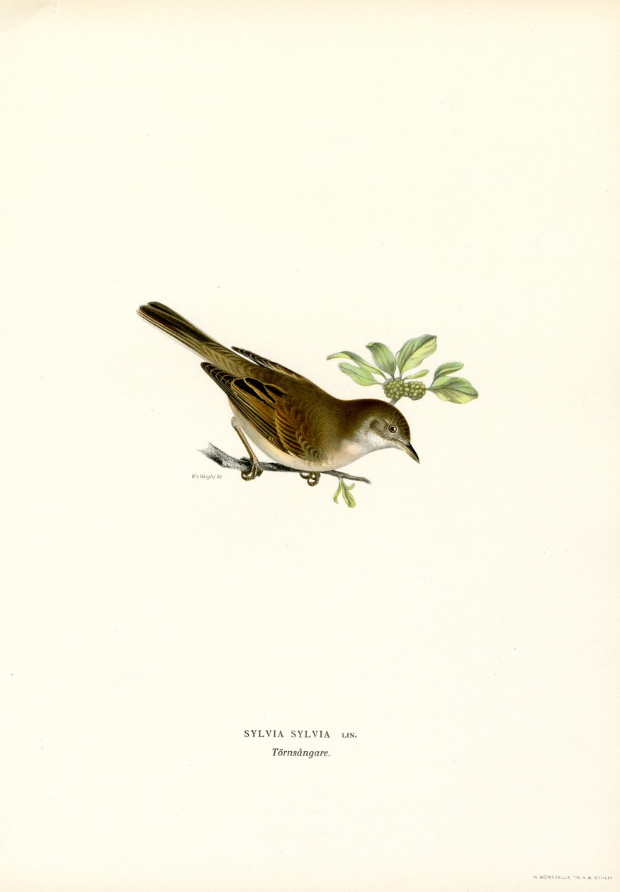 Sterpazzola da Magnus Ferdinand and Wilhelm von Wright