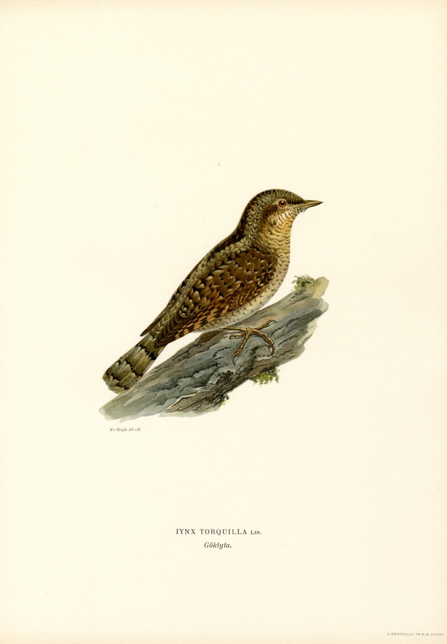 Torcilacchio da Magnus Ferdinand and Wilhelm von Wright