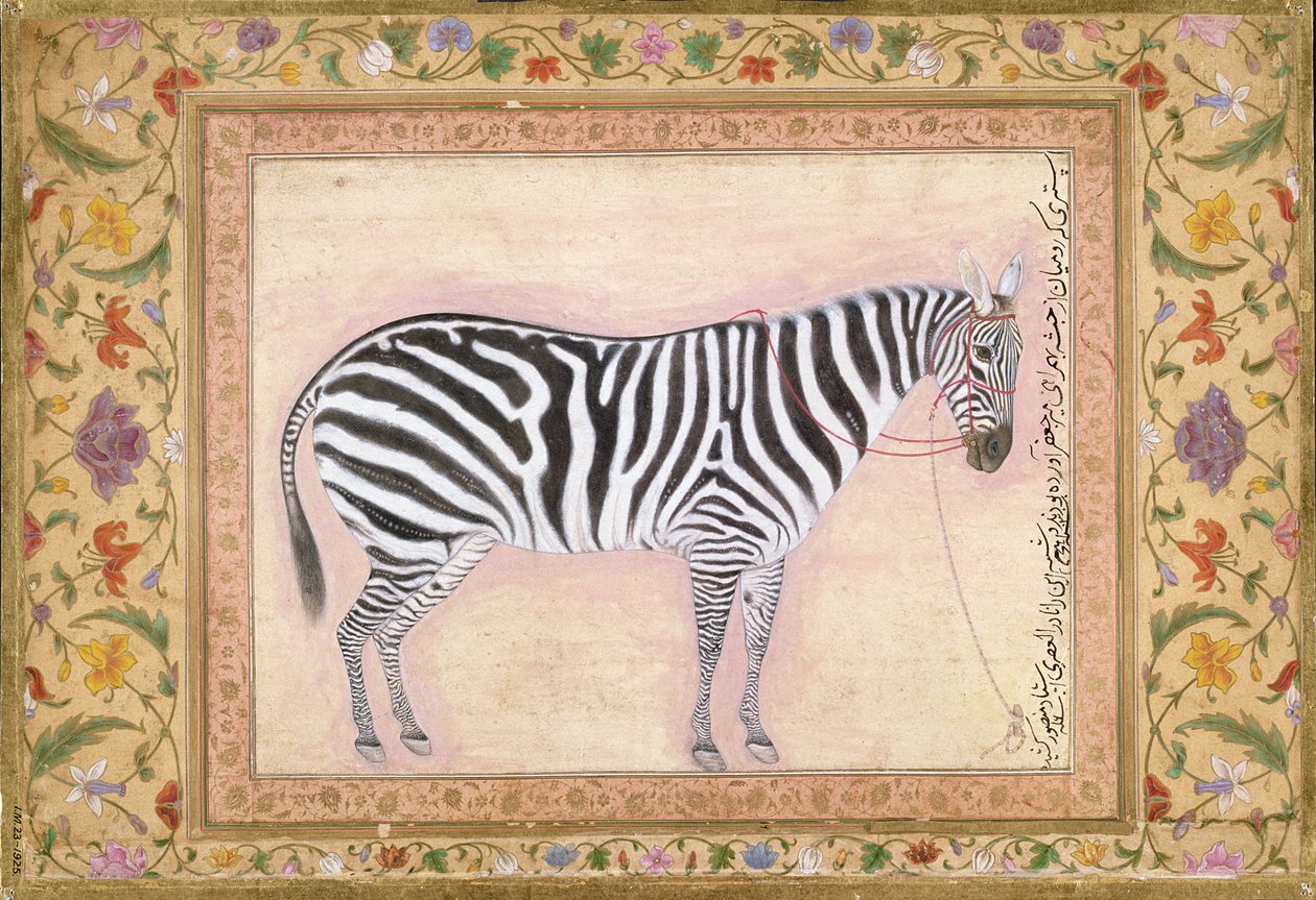 Zebra, dall