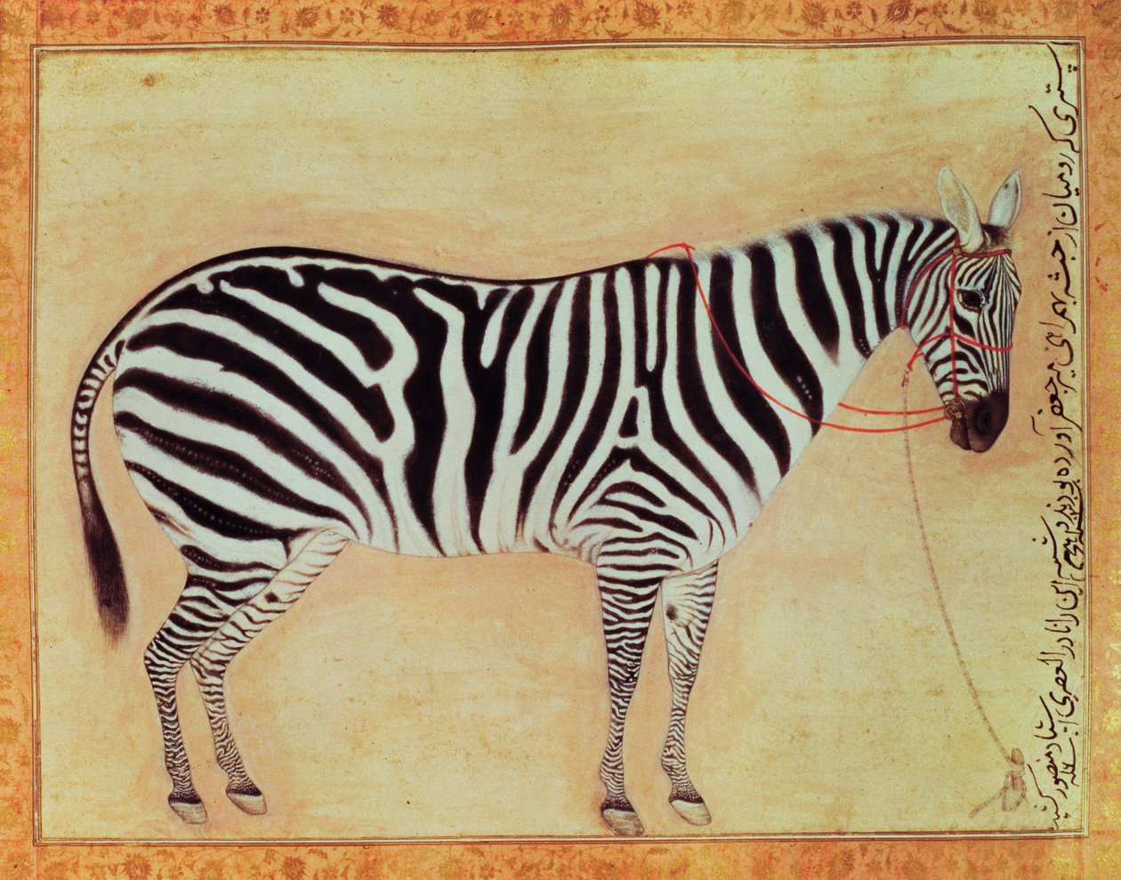 Zebra, dall