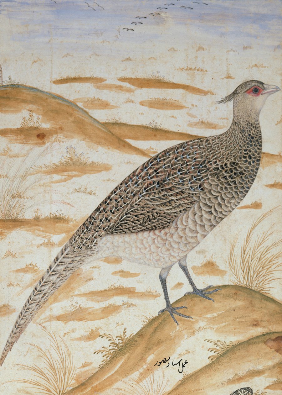 Fagiano cheer himalayano, periodo di Jahangir, Mughal, c.1620 da Mansur