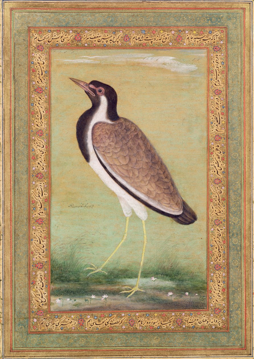 Pavoncella indiana, c.1800 da Mansur