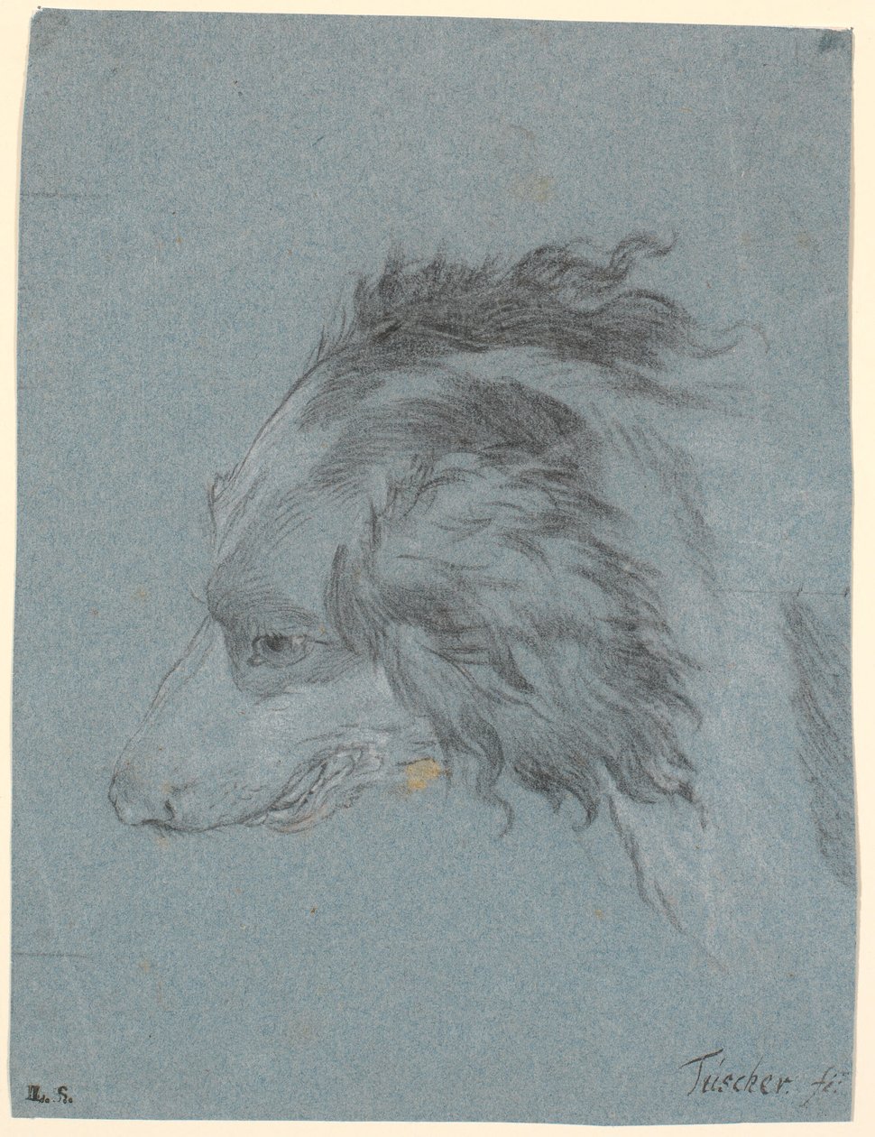 Testa di cane da Marcus Tuscher
