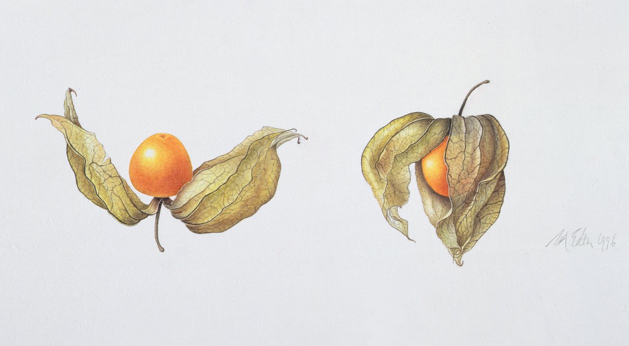 Alchechengi (Physalis peruviana) 1996 da Margaret Ann Eden