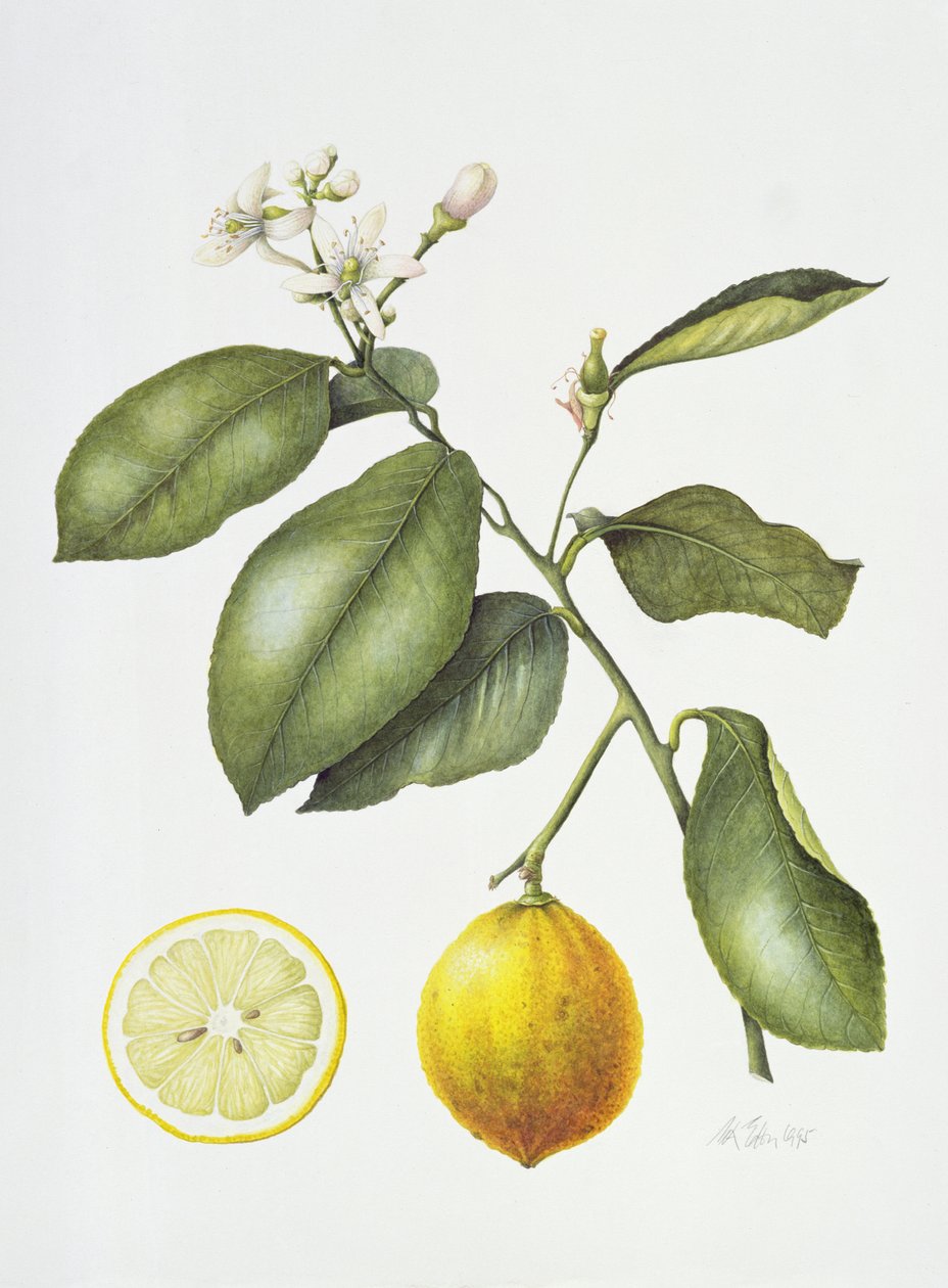 Bergamotto, 1995 da Margaret Ann Eden