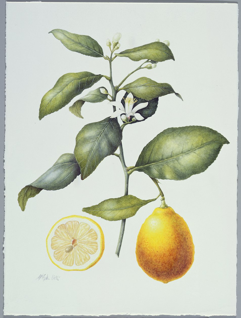 Limone, 1995 da Margaret Ann Eden