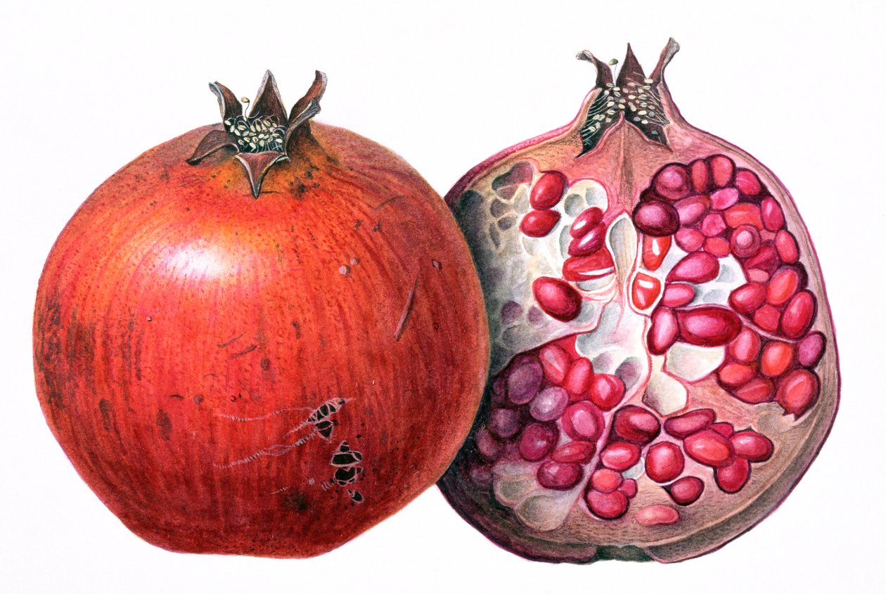 Melograno, 1995 da Margaret Ann Eden