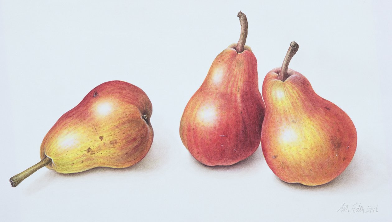 Pere rosse, 1996 da Margaret Ann Eden
