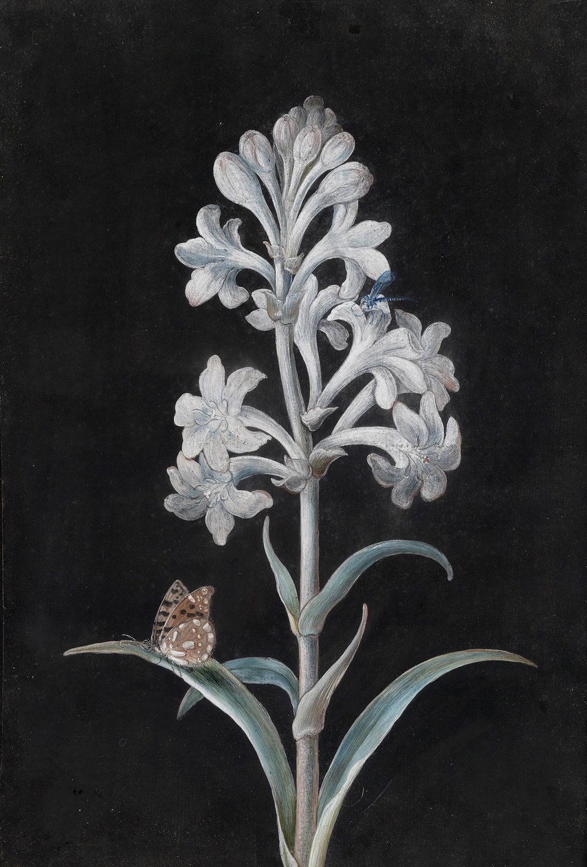 Giacinto bianco con insetti da Margaretha Barbara Dietzsch